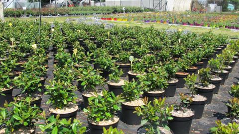 Le 29 septembre 2021 à Saint-Germain-en-Laye (78), il sera possible de découvrir les nouveaux essais de la station Astredhor après une matinée consacrée au comité de filière de la région. ©P.Fayolle